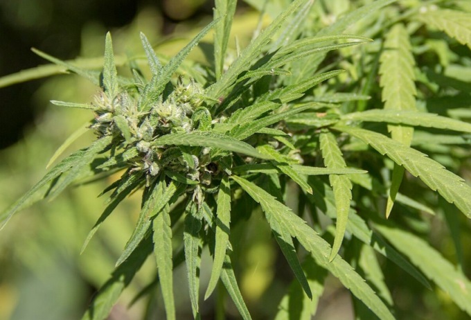 Beccato con 1,5 chilogrammi di hashish: scatta l’arresto