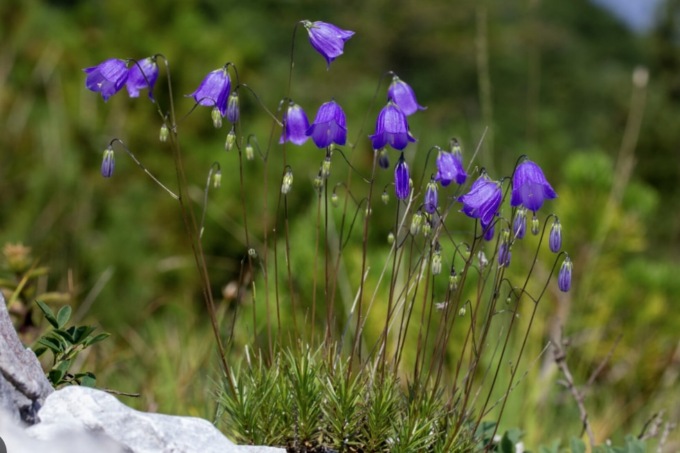 “Corso di introduzione al riconoscimento della flora spontanea” al Museo di Scienze Naturali