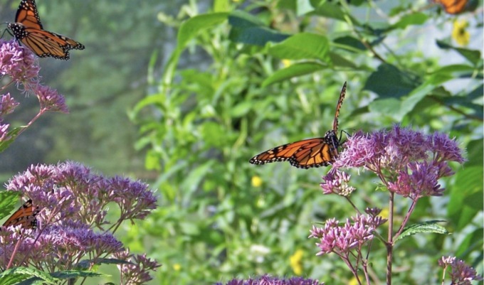 Ecco i fiori amici delle farfalle: aiutiamo la natura e coloriamo le nostre case
