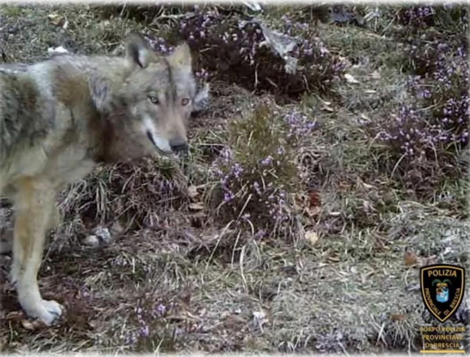 Orsi e lupi in provincia di Brescia: dall’Alto Garda alla Valle Camonica