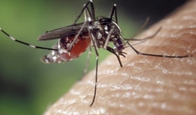 Piano anti zanzara: al via da aprile e fino ad ottobre a Brescia