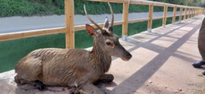 Tre cittadini mettono in salvo un piccolo cervo
