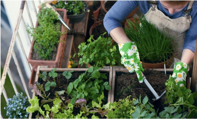 A ogni stagione il suo ortaggio: ecco come possiamo coltivare tutto l’anno