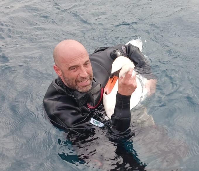 Cigno con ami da pesca infilzati nell’ala, l’intervento di Guardia Costiera e WWF