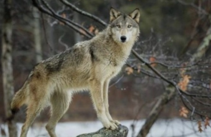 Lupo, la Coldiretti lancia l’appello: “Scelta razionale dell’Ue, ora tutelare allevamenti e pascoli a rischio”