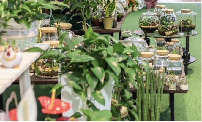 Piante da interno: rendono la casa più bella e più sana