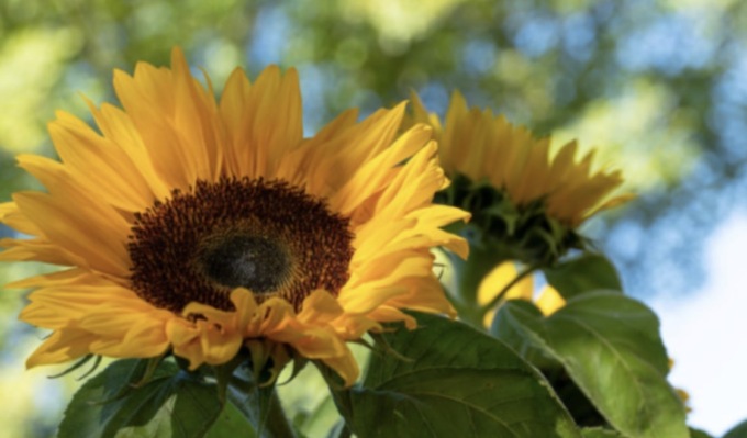 L’estate sta arrivando: il meteo nel Bresciano per i prossimi giorni