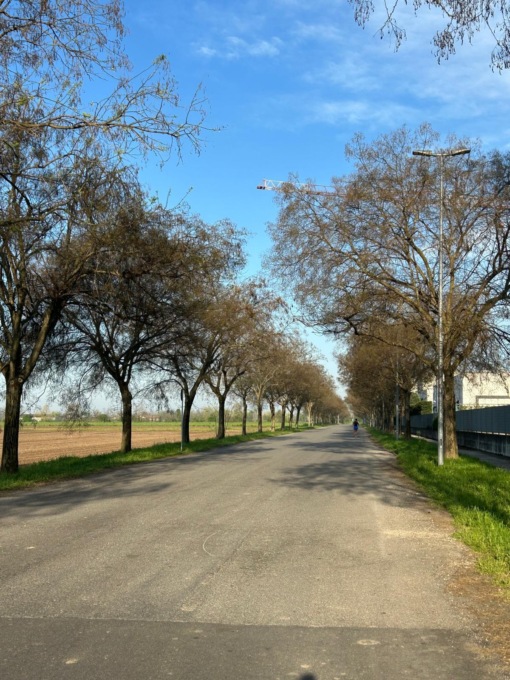 Per la Bretella ci sono ottanta alberi da abbattere: scoppia lo scontro riguardo al progetto