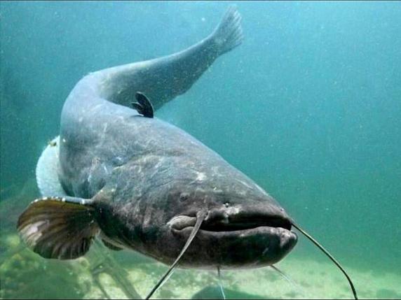 Lago di Garda in sofferenza: l’allarme del Wwf su inquinamento, reti fognarie e turismo di massa