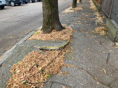 Via Ciotti al centro del dibattito: tra marciapiedi impraticabili, manifesti e polemiche