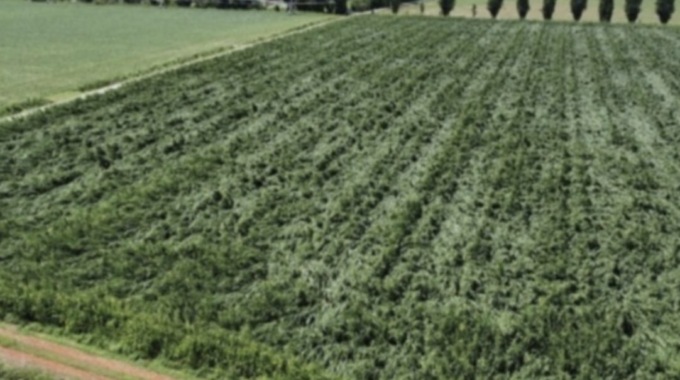 Brescia protagonista assoluta nel panorama agricolo lombardo