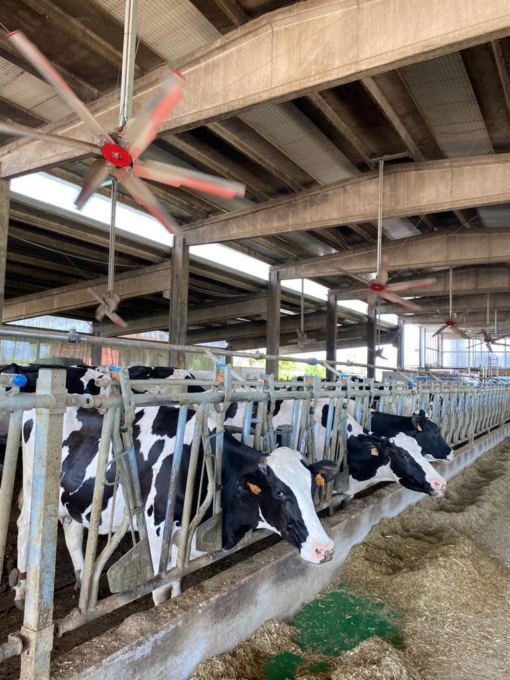 Caldo nelle stalle, Coldiretti Brescia: “Negli allevamenti sono scattate le contromisure”