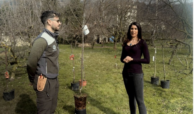 Coltivare piante in vaso?  Prestiamo molta attenzione alla scelta in vivaio