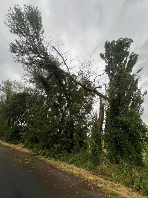 Il vento sradica un albero in via Bossotti a Calcinato: strada chiusa per sicurezza