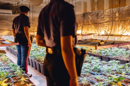 Marijuana: scovate 690 piante in un capannone in disuso a Caino