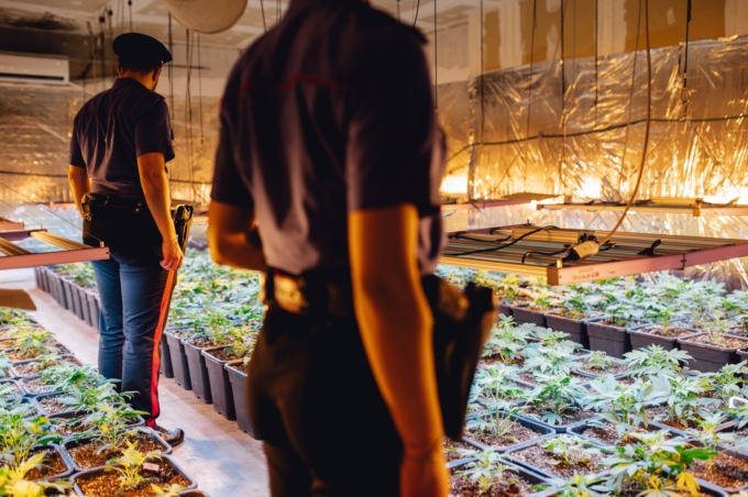 Marijuana: scovate 690 piante in un capannone in disuso a Caino