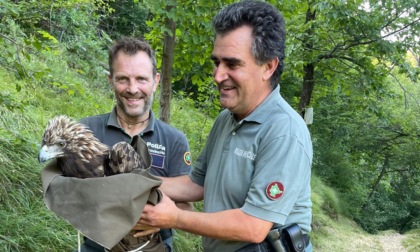 Escursionista salva un’aquila ferita trovata sul sentiero