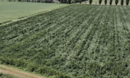 Agricoltura: da Regione Lombardia risorse anche nel Bresciano