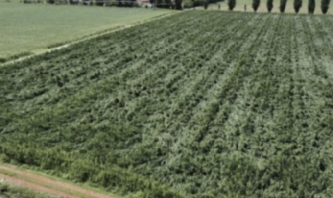 Agricoltura: da Regione Lombardia risorse anche nel Bresciano