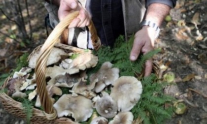 Al via da lunedì l’Ispettorato Micologico di Ats Brescia sull’attività dei funghi