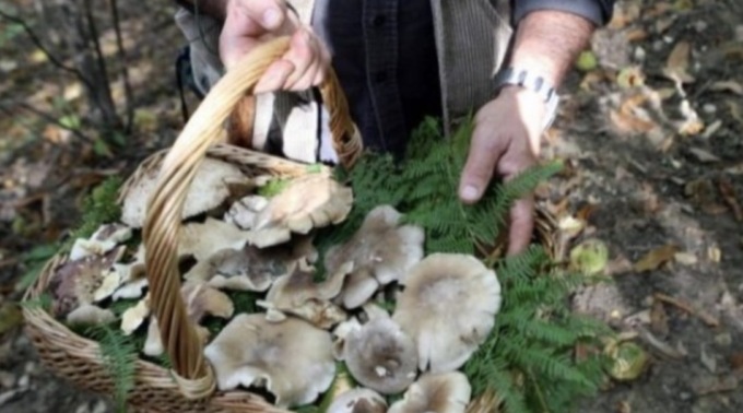 Al via da lunedì l’Ispettorato Micologico di Ats Brescia sull’attività dei funghi