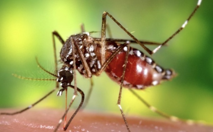 Caso confermato di Chikungunya: programmato intervento urgente di disinfestazione