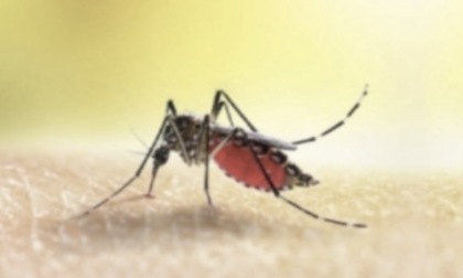 Dengue, caso sospetto a Brescia: al via la disinfestazione