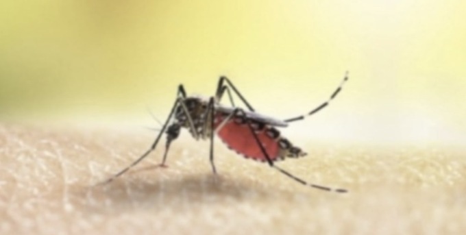 Dengue, caso sospetto a Brescia: al via la disinfestazione