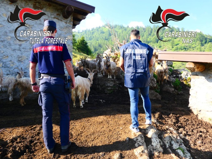 Spariti e macellati abusivamente 3mila ovicaprini