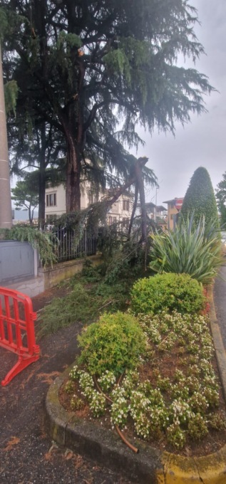 Maltempo a Capriolo, crolla un ramo davanti alla sede dell’ambulanza: nessun ferito