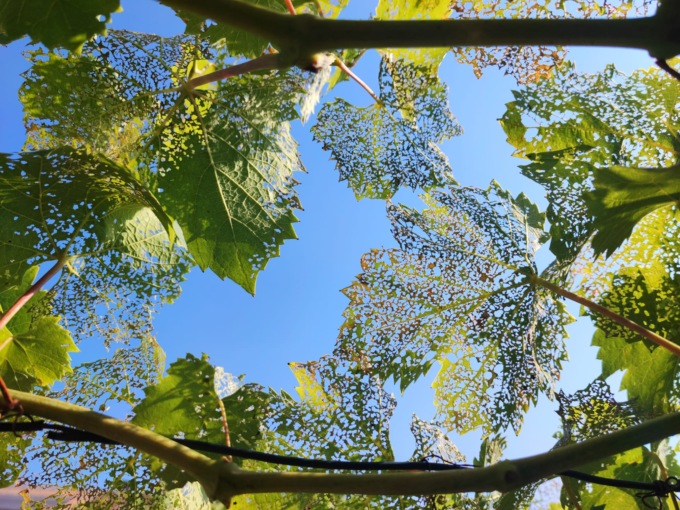 La Popillia Japonica torna “a far banchetto” nel verde della Bassa