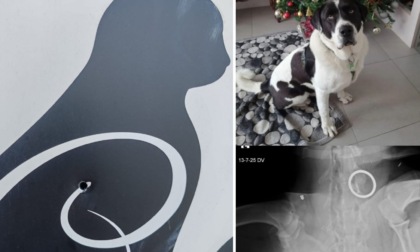 Spari contro il gattile di Castrezzato: ferito Sansone, il cane della pet teraphy