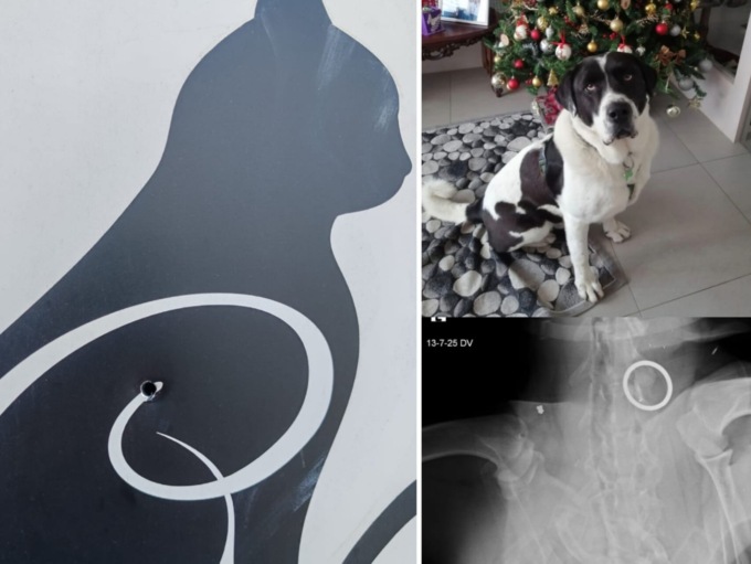 Spari contro il gattile di Castrezzato: ferito Sansone, il cane della pet teraphy