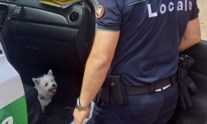 Cagnolino impaurito in mezzo alla strada: la Locale lo restituisce ai proprietari
