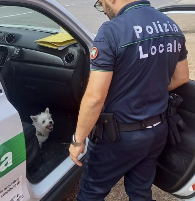 Cagnolino impaurito in mezzo alla strada: la Locale lo restituisce ai proprietari