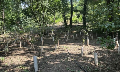 Bosco di Sant’Anna: ecco quali sono gli interventi forestali terminati