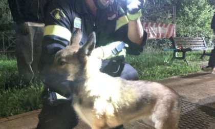 Cane scivola nel Mella: salvato dai Vigili del Fuoco