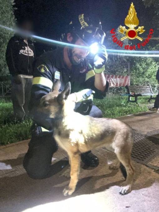 Cane scivola nel Mella: salvato dai Vigili del Fuoco