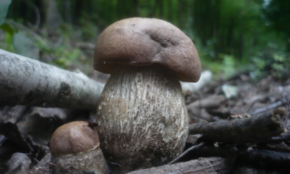 Corso di introduzione allo studio dei funghi al via dal 18 settembre a Brescia