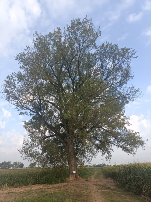 Da 100 anni il pioppo veglia sulla Cascina Molesine