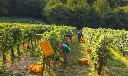 Al via la vendemmia 2025 in Franciacorta