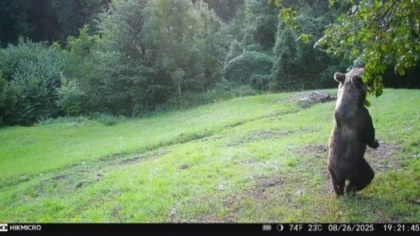 Orsi aggressivi in Valvestino, la Provincia smentisce: “Notizia priva di ogni fondamento”