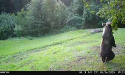 Orsi aggressivi in Valvestino, la Provincia smentisce: “Notizia priva di ogni fondamento”