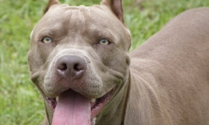 Azzannato da un molosso, il padrone del cane replica: “Non è vero che sono fuggito”
