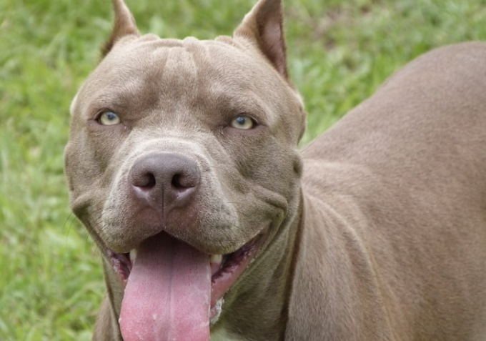 Azzannato da un molosso, il padrone del cane replica: “Non è vero che sono fuggito”