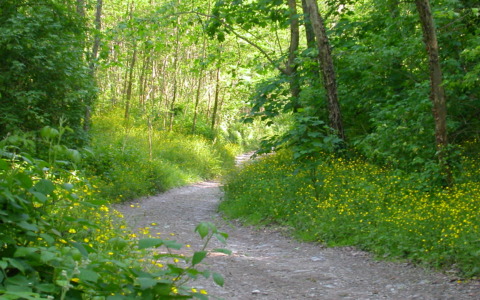Sorpresa nel bosco: il fungaiolo di Chiari trova un’enorme colonia di porcini
