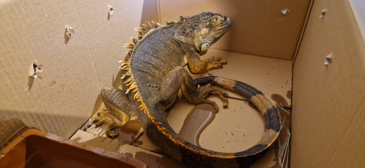 Un’iguana vagante per la campagna del Garda