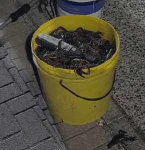 Gamberi rossi della Louisiana: è invasione sulle spiagge della Valtenesi dopo il maltempo