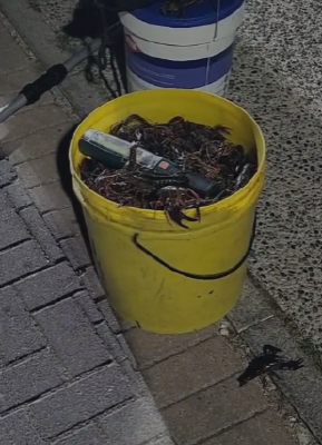 Gamberi rossi della Louisiana: è invasione sulle spiagge della Valtenesi dopo il maltempo