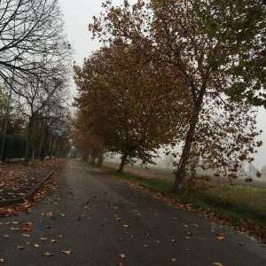 Verde pubblico trascurato per anni, ora Calcinato paga un conto salato